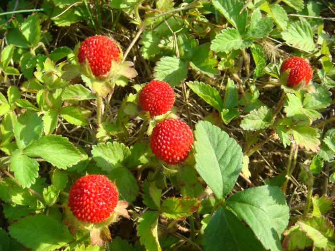 太阳成集团tyc:2017年春季番大规模评选调查排行榜出炉 《埃罗芒阿老师》疯狂霸榜(图2) 太阳成官网