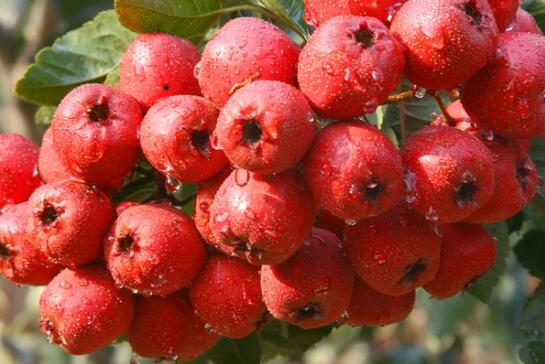 太阳成官网|黄山旅游夏季嘉年华仲夏星空奇缘之旅来袭(图1) suncitygroup太阳成集团